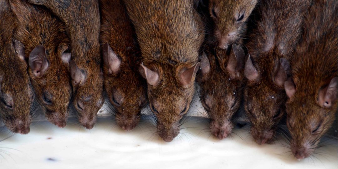 Ratten bekämpfen Berlin